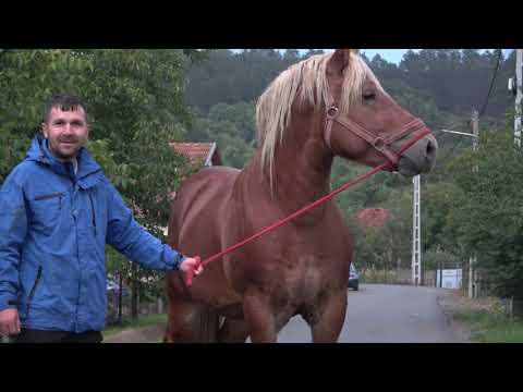 Armasarul lui Ionut de la Auseu, Bihor - 2022 Nou!!!