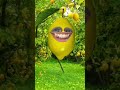Talking lemon 🍋 #kids #funnyvideo #funny #fun #laugh
