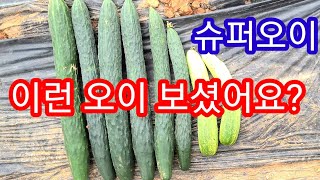 이렇게 큰 오이 보셨어요? (가시오이,여름오이,삼척오이)