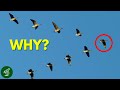 The Real Reason(s) Birds Fly In A V-Formation