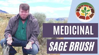 An Idaho Staple! Sage Brush is MEDICINAL?!