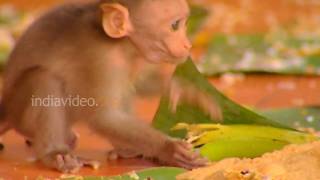 Monkeys partaking Onam feast at Sasthamkotta Temple, Kerala 