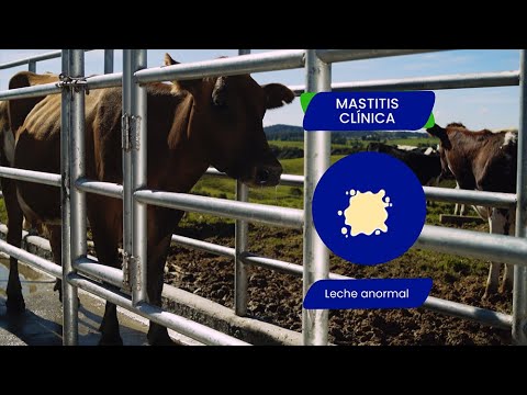 , title : 'Cómo detectar mastitis en vacas | Capítulo 1: Salud de la Ubre es Calidad de Leche - Diagnóstico'