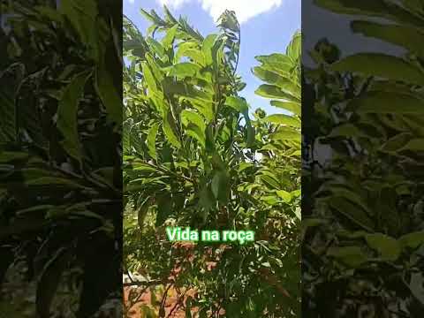 fazenda Diniz besouro de são Gabriel ba