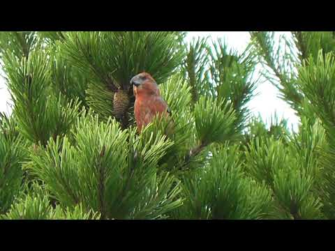 Parrot Crossbill, Lerwick, Shetland 10th October 2017
