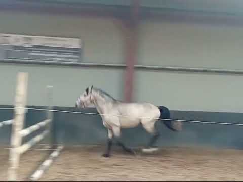 Quality Three Year Old Colt - Image 2