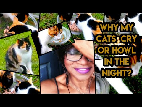 Why My Cats Cry Or howl in The Night?