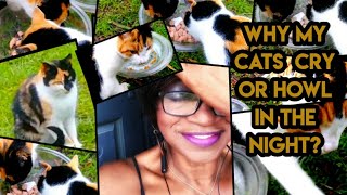 Why My Cats Cry Or howl in The Night?