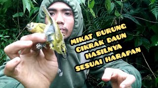 Download lagu keseruan mikat burung cikrak daun atau pare pare mp3
