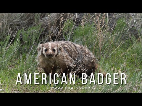 Encounters of the Wild Kind:  The American Badger