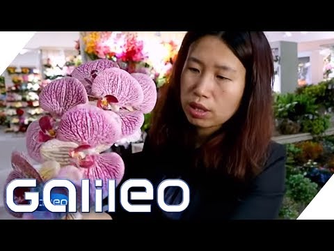 Artificial plants: Why are they so popular? | Galileo | ProSieben