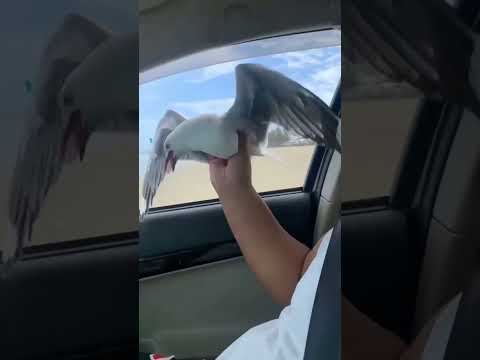 Catching Seagull by Hand 🤣 #seagull #pranking #birdphotography #funnyvideo #shortsfeed