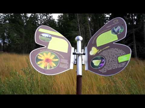 Moor Missen Wilhams Tuffenmoos