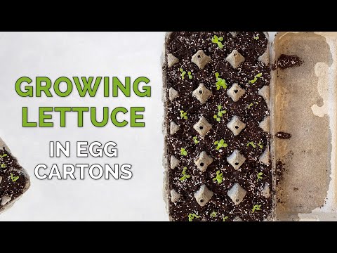 Growing Romaine Lettuce Indoors from Seeds | Egg Cartons Method