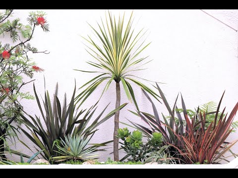 アリスティド (植物) - 定義