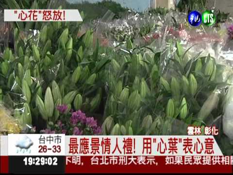 應景"心葉毬蘭" 台灣培育成功!