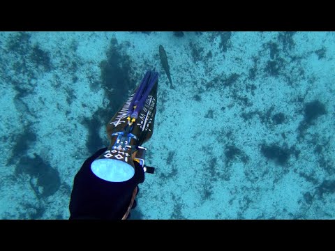 Final Dives of 2025 Spearfishing In December - Norway