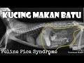 BEHAVIOR OF CATS EATING SAND STONES FELINE PICA SYNDROME HERE S THE VET S EXPLANATION