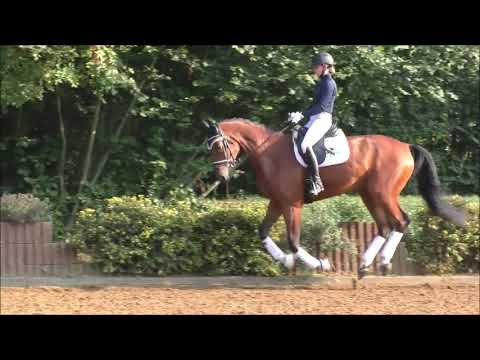 Da Capo - Wallach - 2013 geboren (Don Nobless x High Spirits)