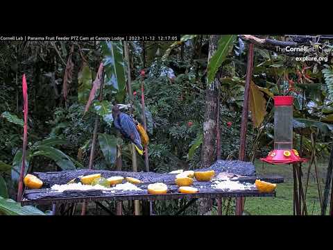 Chestnut-headed Oropendola swings on banana chandelier          12 16 54 11 12 23