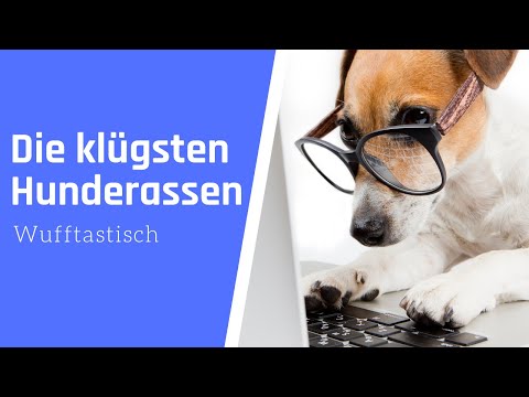 Die 10 KLÜGSTEN Hunderassen der Welt 💡