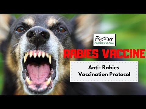 Rabies Vaccine - Dog Bite Vaccination Protocol | Pupkitt Pet Care