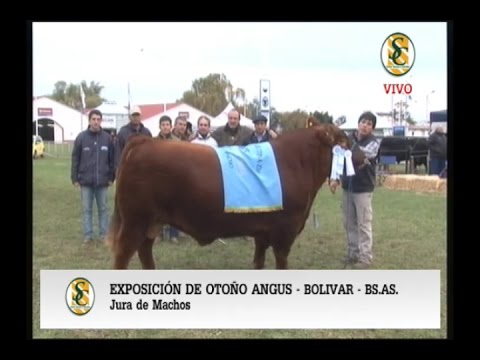 JURA MACHOS Expo. Bolivar  - 2 de 4 -  Jueves 19 05 16