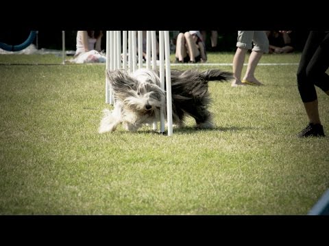 03 Dog Agility competition in super slow motion FS700 Odyssey 7Q