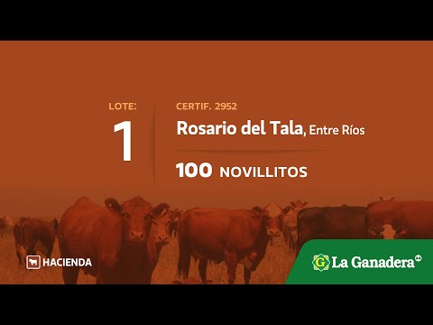 Lote Novillitos en Rosario del Tala