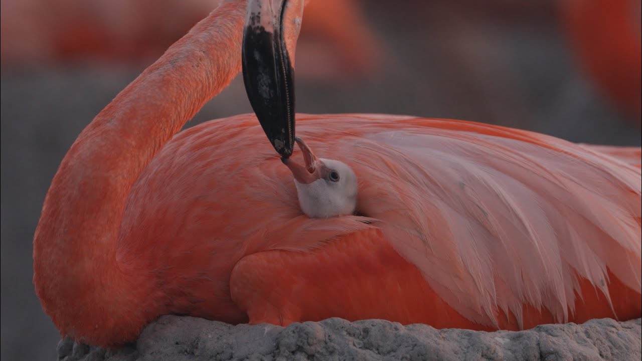 Miniature de la vidéo Flamingos - Trailer du film Flamingos: La vida después del meteorito