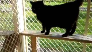 preview picture of video 'Big Fred at The Deloraine Cattery'