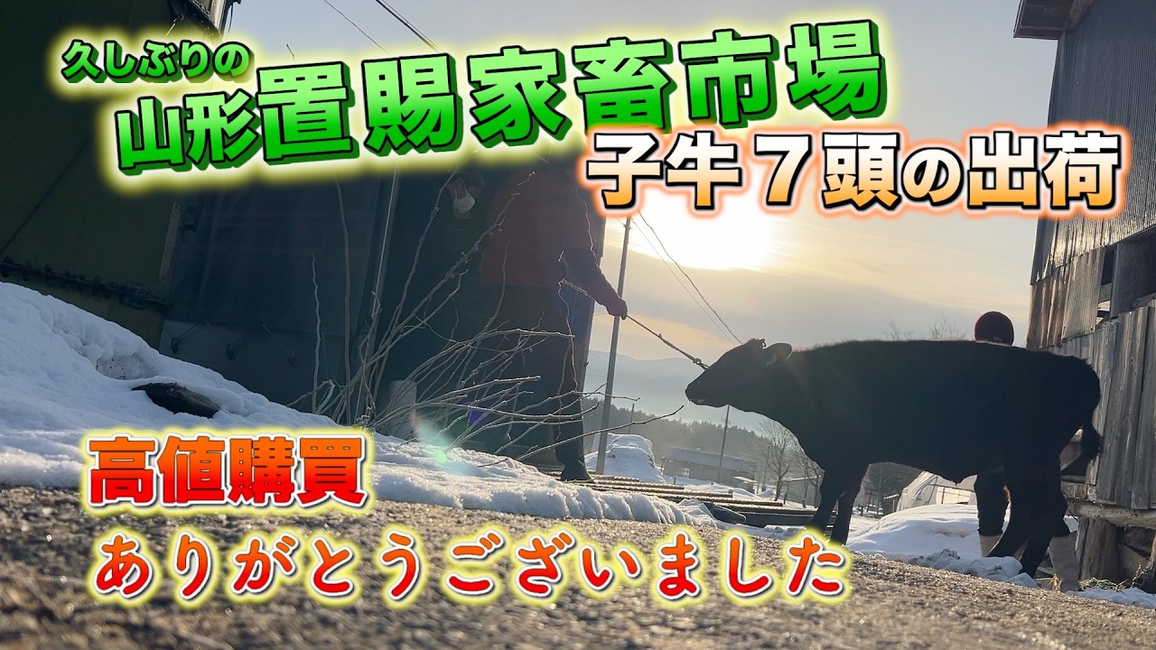 子牛の出荷。予想以上の高値でした。