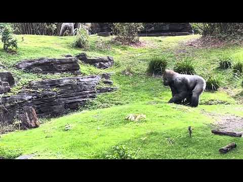 EXQUISITE GORILLAS at ANIMAL KINGDOM. Baby Silverback. ​⁠#wdw #disney #gorilla @PawpawSammyAlyBug