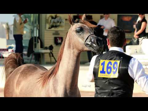 Ajman arabian horse show