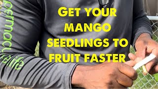 Download lagu Cara membuat bibit pohon mangga berbuah lebih cepat. #grafting mp3 Download lagu Cara membuat bibit pohon mangga berbuah lebih cepat. #grafting mp3