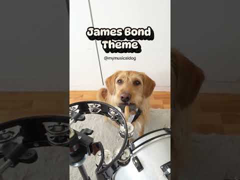 Cute dog plays drums 'James Bond' #dogtricks #drummerdog #musicaldog #dogmusic #jamesbond #drumsolo