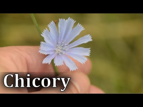 Common Chicory Identification - Cichorium intybus