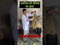 Rumenotomy L Dr Umar Khan