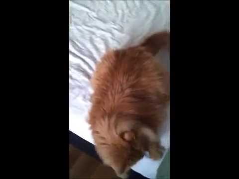 A Cat and a Laser (Music: "Happy Man" by Hannu P.)