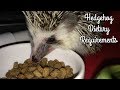 Hedgehog Diet: Kibble Requirements