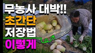 무 수확후 저장법 이렇게 해야 1년내내 보관잘됩니다