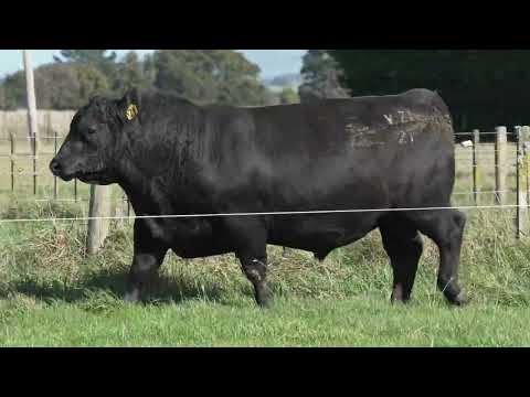 Lot 2 DANDALEITH WINNIE 071