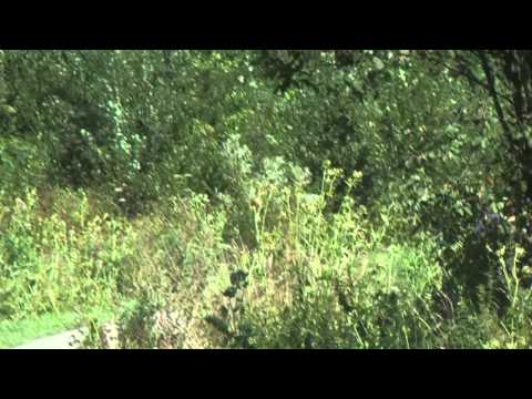 V SJS Maxi Oes 20.08.11 Łapanów Niemyski / Uznański  I miejsce w kl. 1600