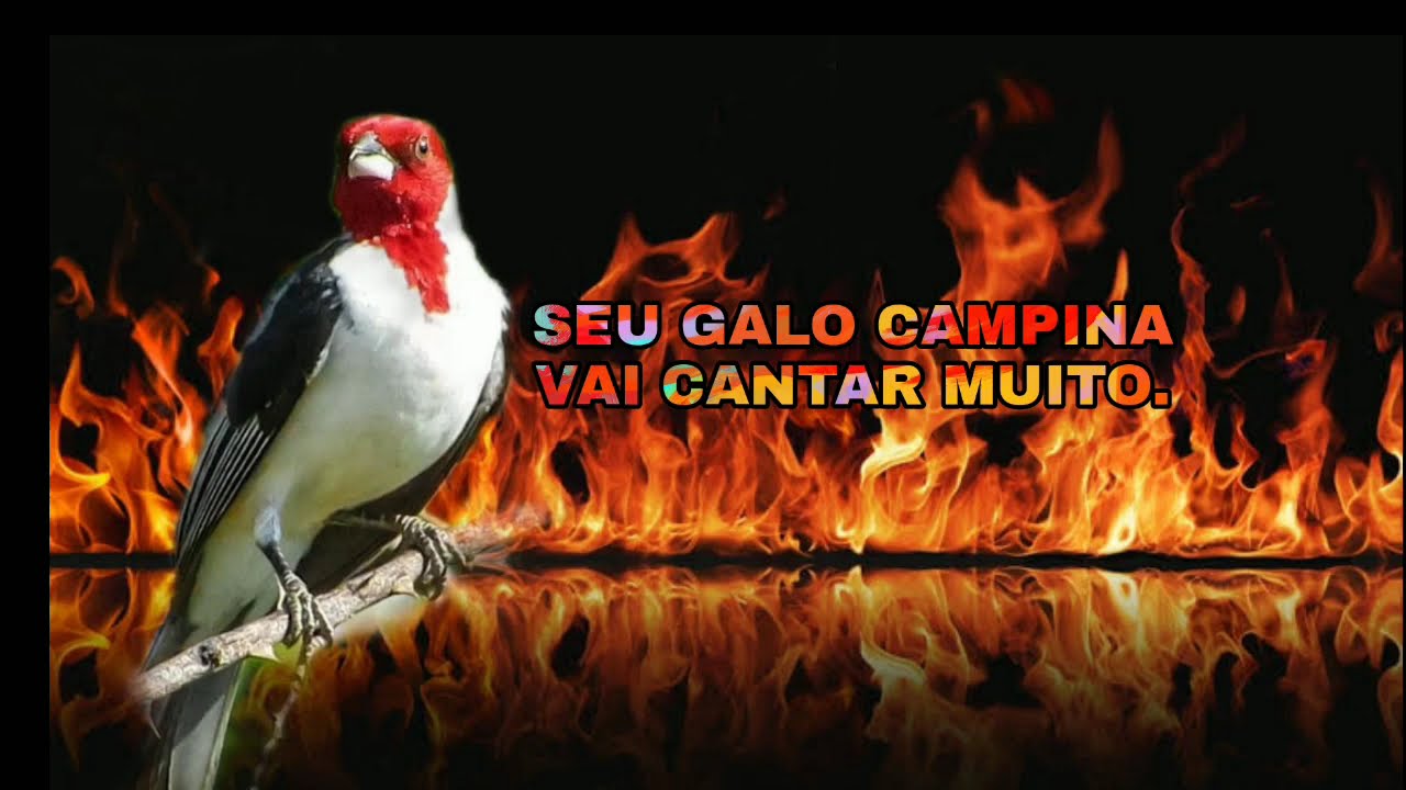 O MELHOR CANTO PARA ESQUENTAR E DEIXA SEU GALO CAMPINA FOGOSO CANTO 💯 % SELVAGEM