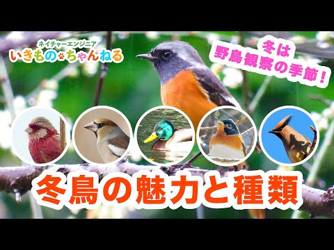 冬の鳥たち: 寒波をこうして生き抜く 自然と動物