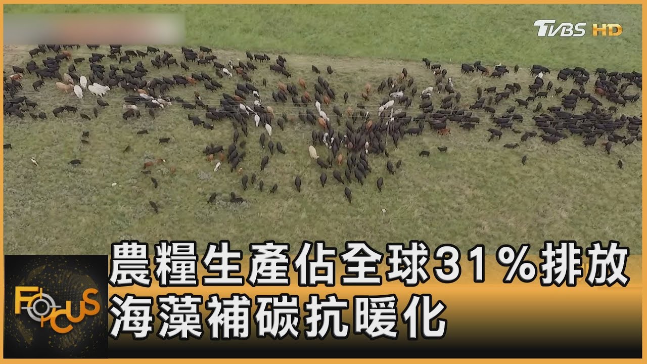 農糧生產佔全球31%排放 海藻補碳抗暖化