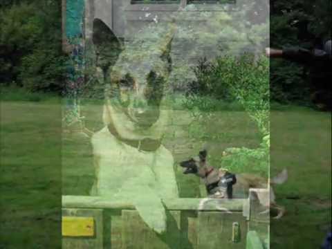 A World Without Fences - ( Lady And the Tramp 2) Rex