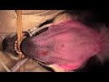 Live stream - rostral mandibulectomy in a dog with oral SCC