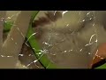 Chicken Little Run And Crash