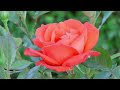 Help Me - Joni Mitchell (with lyrics)
